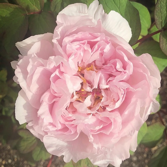 Meet your Posher, Krista - Picture 8 of 8